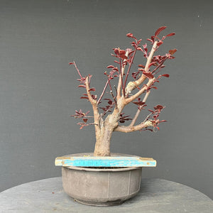 Bonsai Blutpflaume / Prunus cerasifera nigra