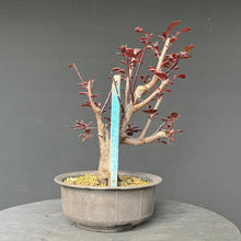 Lade das Bild in den Galerie-Viewer, Bonsai Blutpflaume / Prunus cerasifera nigra
