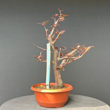 Lade das Bild in den Galerie-Viewer, Bonsai Blutpflaume / Prunus cerasifera nigra
