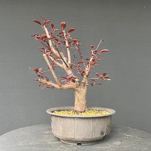 Lade das Bild in den Galerie-Viewer, Bonsai Blutpflaume / Prunus cerasifera nigra
