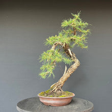 Lade das Bild in den Galerie-Viewer, Bonsai Europäische Lärche / Larix Decidua
