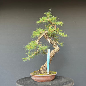 Bonsai Europäische Lärche / Larix Decidua