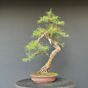 Bonsai Europäische Lärche / Larix Decidua