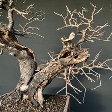 Lade das Bild in den Galerie-Viewer, Bonsai Felsenkirsche / Steinweichsel / Prunus Mahaleb
