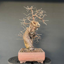 Lade das Bild in den Galerie-Viewer, Bonsai Felsenkirsche / Steinweichsel / Prunus Mahaleb
