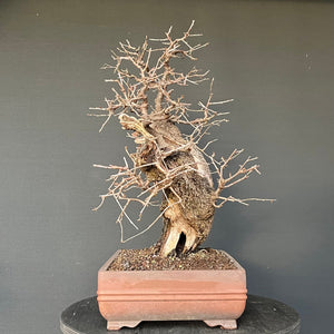 Bonsai Felsenkirsche / Steinweichsel / Prunus Mahaleb