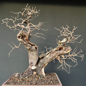 Bonsai Felsenkirsche / Steinweichsel / Prunus Mahaleb