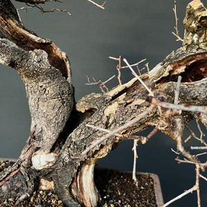 Bonsai Felsenkirsche / Steinweichsel / Prunus Mahaleb