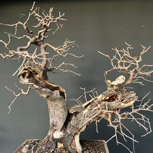 Lade das Bild in den Galerie-Viewer, Bonsai Felsenkirsche / Steinweichsel / Prunus Mahaleb
