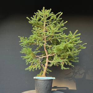 Bonsai Fichte / Picea abies