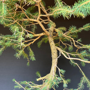 Bonsai Fichte / Picea abies