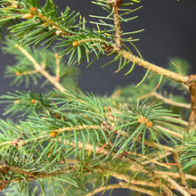 Lade das Bild in den Galerie-Viewer, Bonsai Fichte / Picea abies
