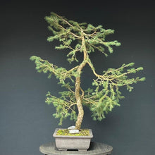 Lade das Bild in den Galerie-Viewer, Bonsai Fichte / Picea abies
