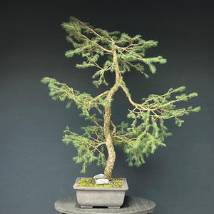 Bonsai Fichte / Picea abies