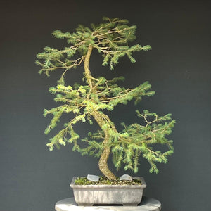 Bonsai Fichte / Picea abies