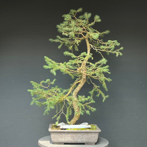 Bonsai Fichte / Picea abies