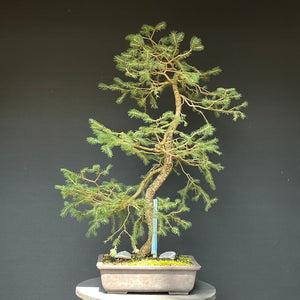 Bonsai Fichte / Picea abies