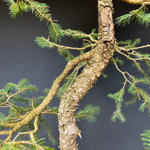 Bonsai Fichte / Picea abies