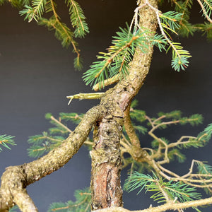 Bonsai Fichte / Picea abies