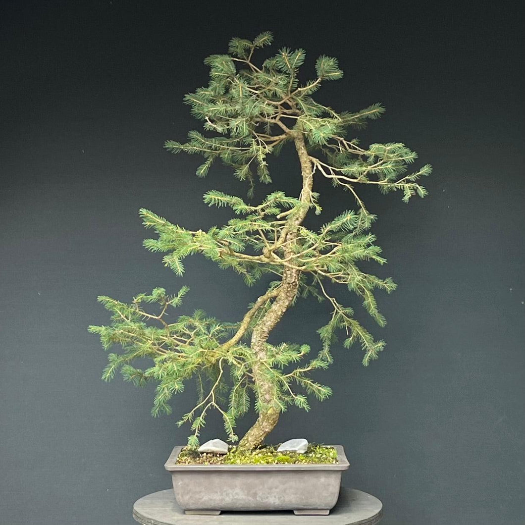 Bonsai Fichte / Picea abies