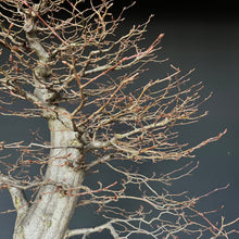 Lade das Bild in den Galerie-Viewer, Bonsai Hainbuche / Carpinus betulus
