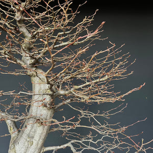 Bonsai Hainbuche / Carpinus betulus