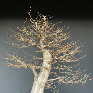 Bonsai Hainbuche / Carpinus betulus