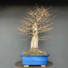 Lade das Bild in den Galerie-Viewer, Bonsai Hainbuche / Carpinus betulus
