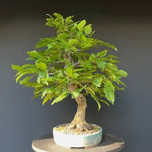 Lade das Bild in den Galerie-Viewer, Bonsai Hainbuche / Carpinus betulus
