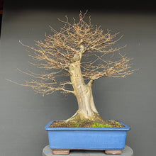 Lade das Bild in den Galerie-Viewer, Bonsai Hainbuche / Carpinus betulus
