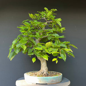 Bonsai Hainbuche / Carpinus betulus