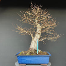 Lade das Bild in den Galerie-Viewer, Bonsai Hainbuche / Carpinus betulus
