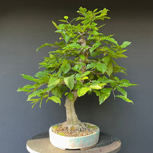 Lade das Bild in den Galerie-Viewer, Bonsai Hainbuche / Carpinus betulus
