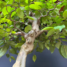 Lade das Bild in den Galerie-Viewer, Bonsai Hainbuche / Carpinus betulus
