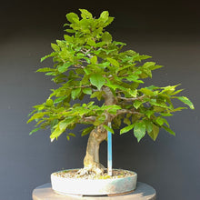 Lade das Bild in den Galerie-Viewer, Bonsai Hainbuche / Carpinus betulus
