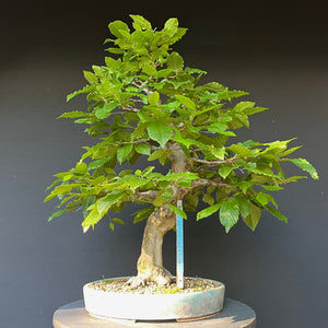 Bonsai Hainbuche / Carpinus betulus