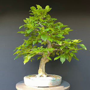 Bonsai Hainbuche / Carpinus betulus