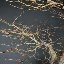 Lade das Bild in den Galerie-Viewer, Bonsai Hainbuche / Carpinus betulus
