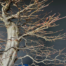 Lade das Bild in den Galerie-Viewer, Bonsai Hainbuche / Carpinus betulus
