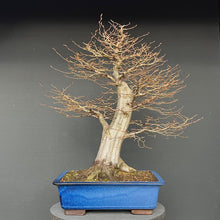 Lade das Bild in den Galerie-Viewer, Bonsai Hainbuche / Carpinus betulus
