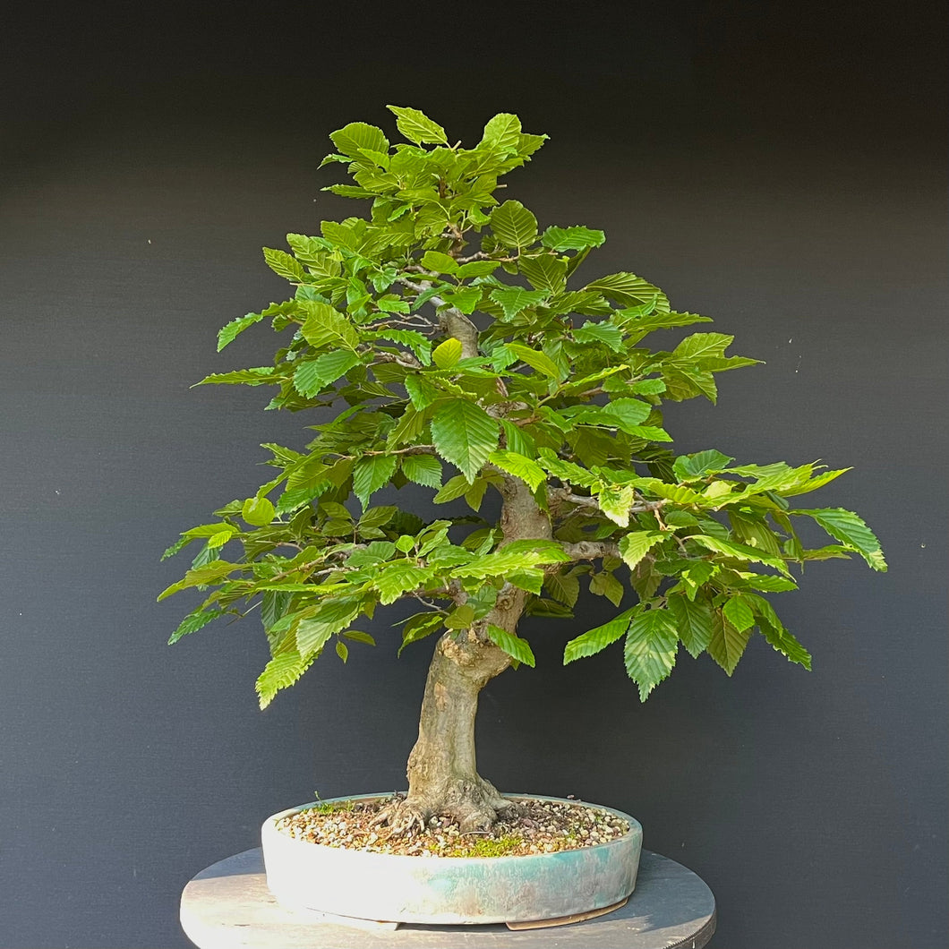 Bonsai Hainbuche / Carpinus betulus