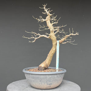 Bonsai Hartriegel / Cornus mas