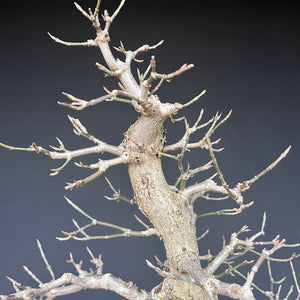 Bonsai Hartriegel / Cornus mas