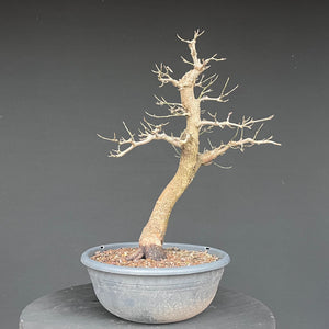 Bonsai Hartriegel / Cornus mas