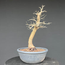 Lade das Bild in den Galerie-Viewer, Bonsai Hartriegel / Cornus mas
