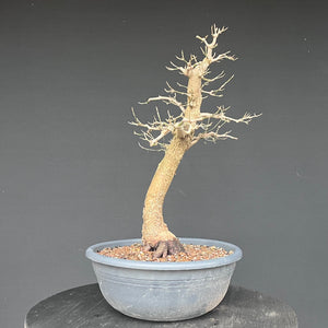 Bonsai Hartriegel / Cornus mas