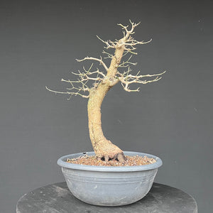 Bonsai Hartriegel / Cornus mas