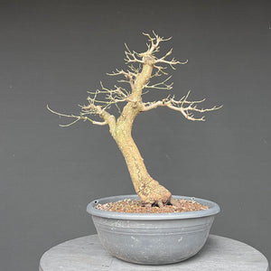 Bonsai Hartriegel / Cornus mas