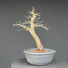 Lade das Bild in den Galerie-Viewer, Bonsai Hartriegel / Cornus mas
