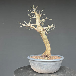 Bonsai Hartriegel / Cornus mas